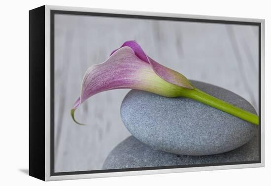 Calla, Flower, Stone, Still Life-Andrea Haase-Framed Premier Image Canvas