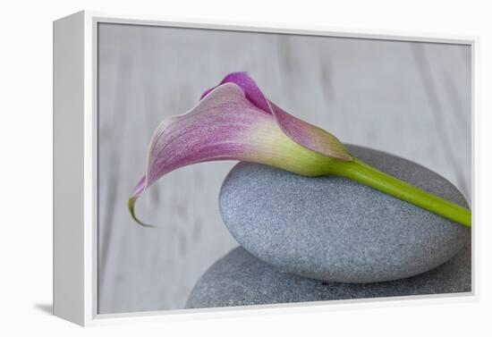 Calla, Flower, Stone, Still Life-Andrea Haase-Framed Premier Image Canvas