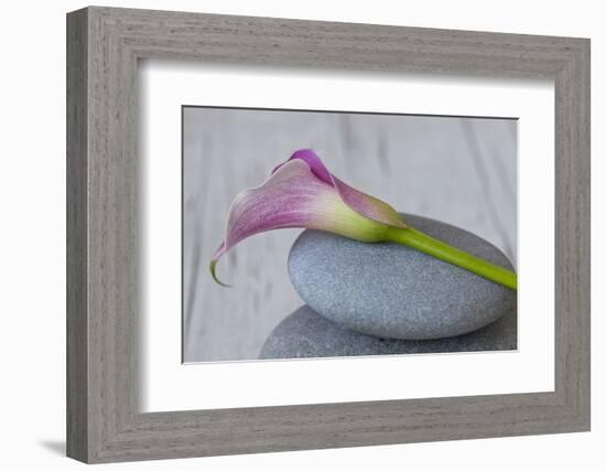 Calla, Flower, Stone, Still Life-Andrea Haase-Framed Photographic Print