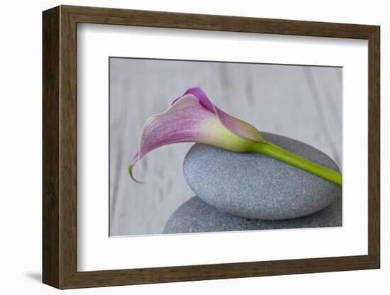 Calla, Flower, Stone, Still Life-Andrea Haase-Framed Photographic Print