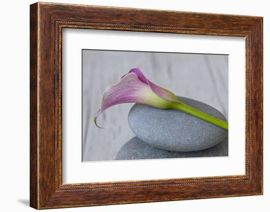 Calla, Flower, Stone, Still Life-Andrea Haase-Framed Photographic Print