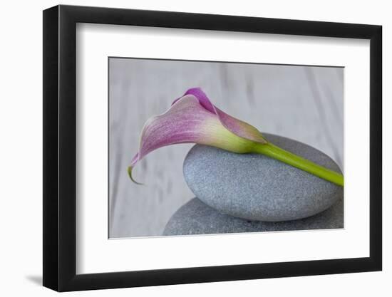 Calla, Flower, Stone, Still Life-Andrea Haase-Framed Photographic Print