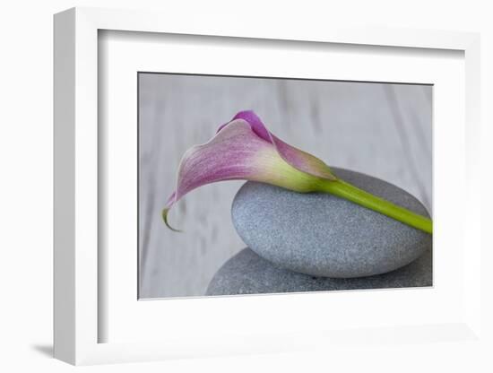 Calla, Flower, Stone, Still Life-Andrea Haase-Framed Photographic Print