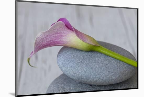 Calla, Flower, Stone, Still Life-Andrea Haase-Mounted Photographic Print