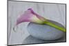 Calla, Flower, Stone, Still Life-Andrea Haase-Mounted Photographic Print