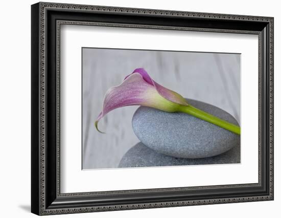 Calla, Flower, Stone, Still Life-Andrea Haase-Framed Photographic Print