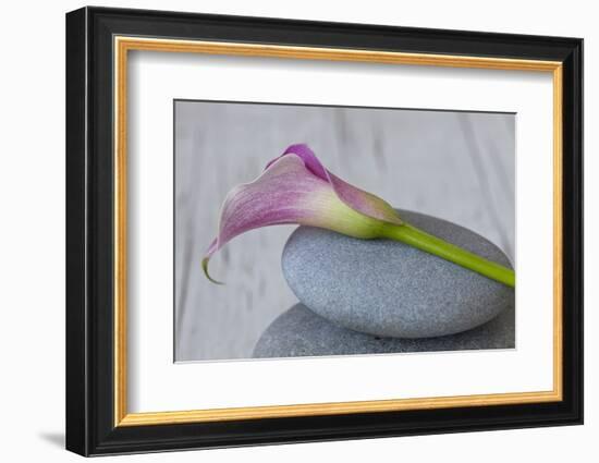 Calla, Flower, Stone, Still Life-Andrea Haase-Framed Photographic Print