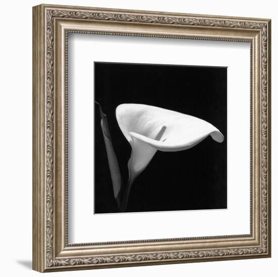 Calla III-null-Framed Art Print