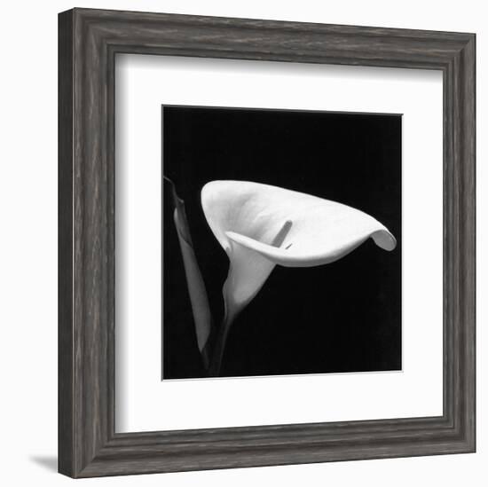 Calla III-null-Framed Art Print