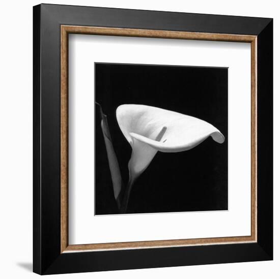 Calla III-null-Framed Art Print