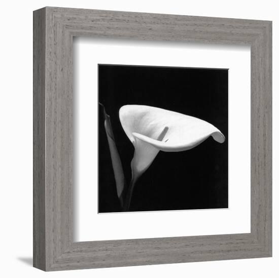 Calla III-null-Framed Art Print