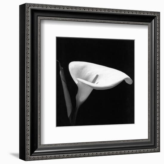 Calla III-null-Framed Art Print