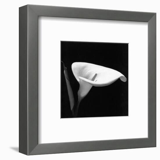 Calla III-null-Framed Art Print