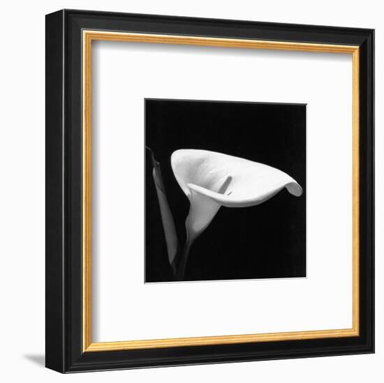 Calla III-null-Framed Art Print