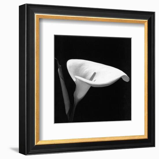 Calla III-null-Framed Art Print