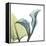 Calla L235-Albert Koetsier-Framed Stretched Canvas