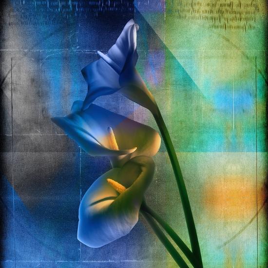 'Calla Lilies and Colorful Patterns' Photographic Print - Colin ...