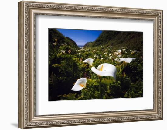 Calla Lilies in Garrapata Creek-George Oze-Framed Photographic Print