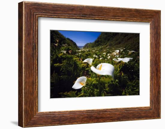 Calla Lilies in Garrapata Creek-George Oze-Framed Photographic Print