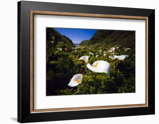 Calla Lilies in Garrapata Creek-George Oze-Framed Photographic Print