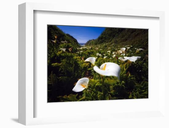 Calla Lilies in Garrapata Creek-George Oze-Framed Photographic Print