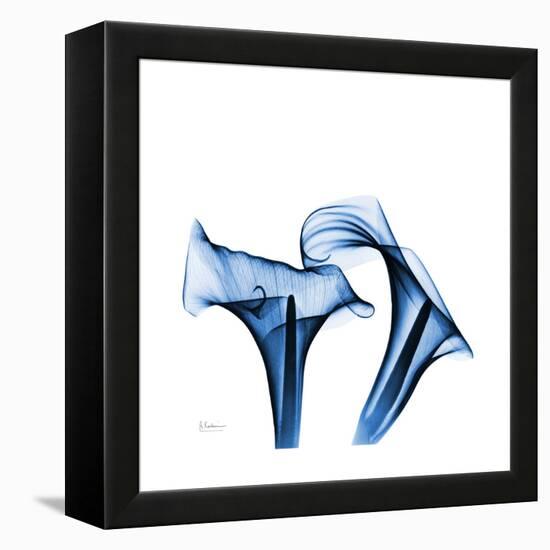 Calla Lilies Indigo-Albert Koetsier-Framed Stretched Canvas