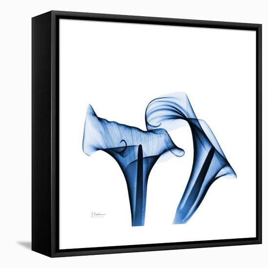 Calla Lilies Indigo-Albert Koetsier-Framed Stretched Canvas