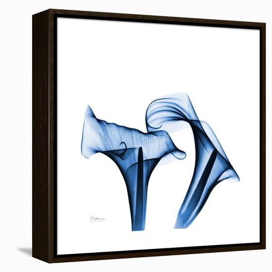 Calla Lilies Indigo-Albert Koetsier-Framed Stretched Canvas