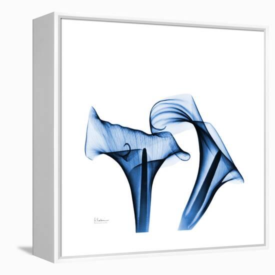 Calla Lilies Indigo-Albert Koetsier-Framed Stretched Canvas