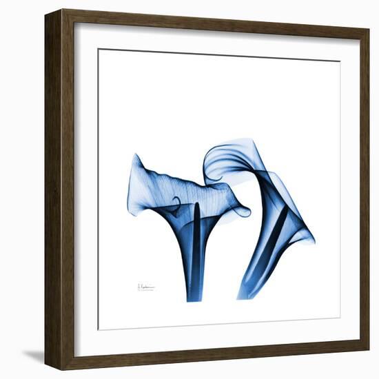 Calla Lilies Indigo-Albert Koetsier-Framed Premium Giclee Print