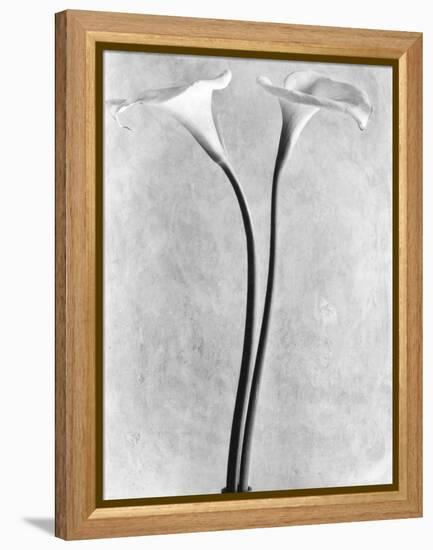 Calla Lilies, Mexico City, 1925-Tina Modotti-Framed Premier Image Canvas