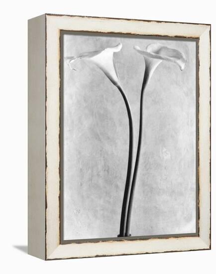 Calla Lilies, Mexico City, 1925-Tina Modotti-Framed Premier Image Canvas