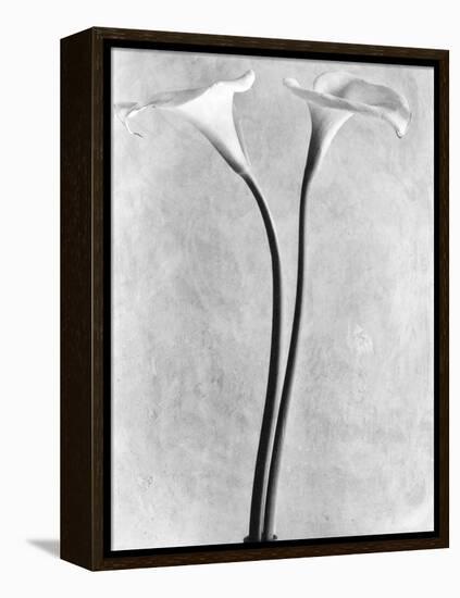 Calla Lilies, Mexico City, 1925-Tina Modotti-Framed Premier Image Canvas