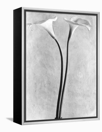 Calla Lilies, Mexico City, 1925-Tina Modotti-Framed Premier Image Canvas