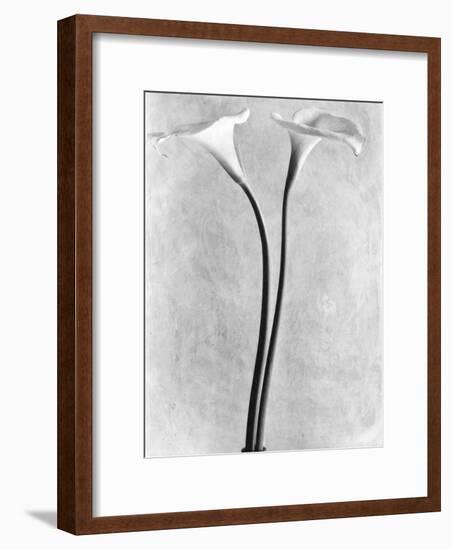 Calla Lilies, Mexico City, 1925-Tina Modotti-Framed Photographic Print