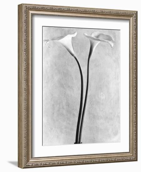 Calla Lilies, Mexico City, 1925-Tina Modotti-Framed Photographic Print