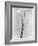 Calla Lilies, Mexico City, 1925-Tina Modotti-Framed Photographic Print