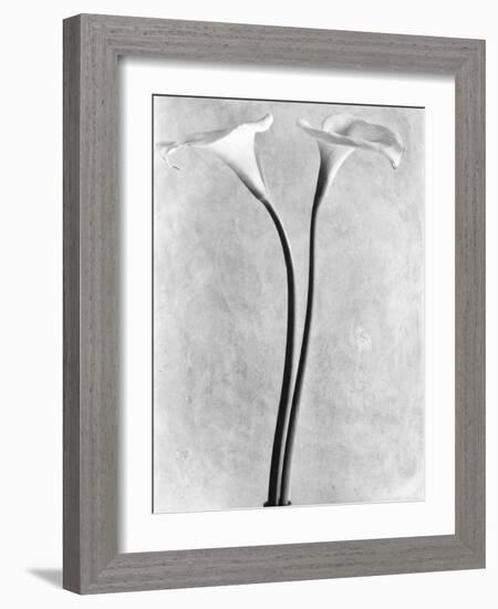 Calla Lilies, Mexico City, 1925-Tina Modotti-Framed Photographic Print