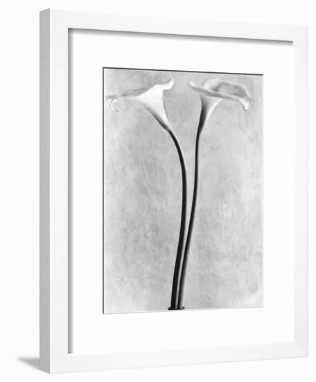 Calla Lilies, Mexico City, 1925-Tina Modotti-Framed Photographic Print