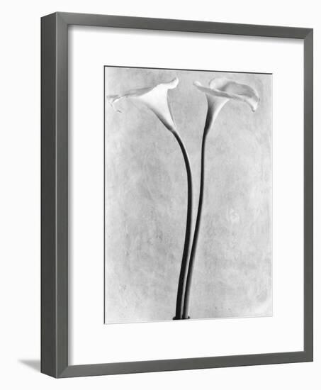 Calla Lilies, Mexico City, 1925-Tina Modotti-Framed Photographic Print