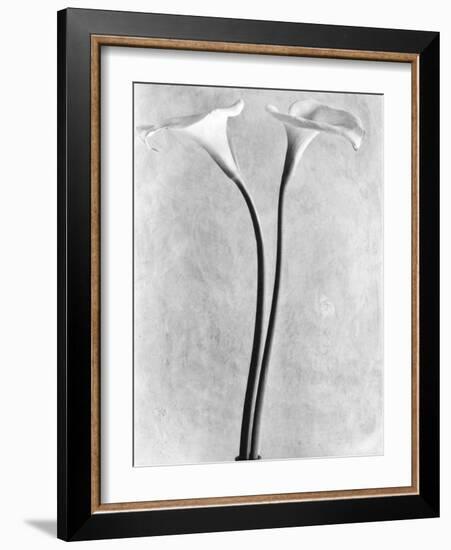 Calla Lilies, Mexico City, 1925-Tina Modotti-Framed Photographic Print