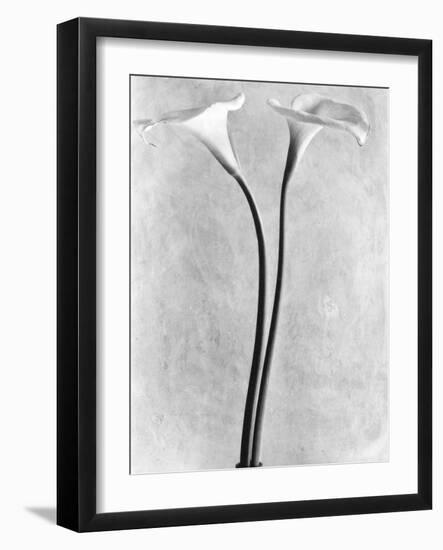 Calla Lilies, Mexico City, 1925-Tina Modotti-Framed Photographic Print
