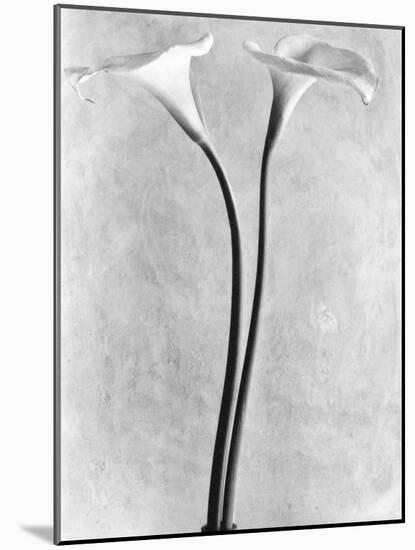 Calla Lilies, Mexico City, 1925-Tina Modotti-Mounted Photographic Print