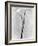 Calla Lilies, Mexico City, 1925-Tina Modotti-Framed Photographic Print