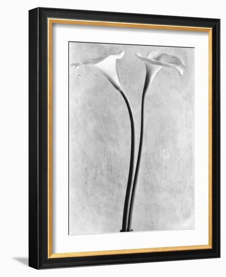 Calla Lilies, Mexico City, 1925-Tina Modotti-Framed Photographic Print