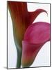 Calla Lilies (Zantedeschia), Two Flowers, Close-Up-null-Mounted Photographic Print