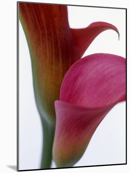 Calla Lilies (Zantedeschia), Two Flowers, Close-Up-null-Mounted Photographic Print