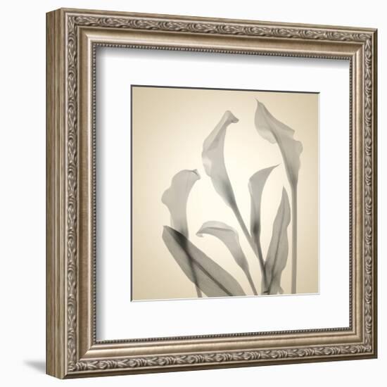 Calla Lilies-Judy Stalus-Framed Premium Giclee Print