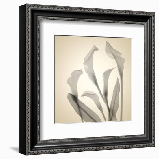 Calla Lilies-Judy Stalus-Framed Premium Giclee Print