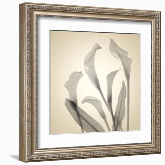 Calla Lilies-Judy Stalus-Framed Art Print